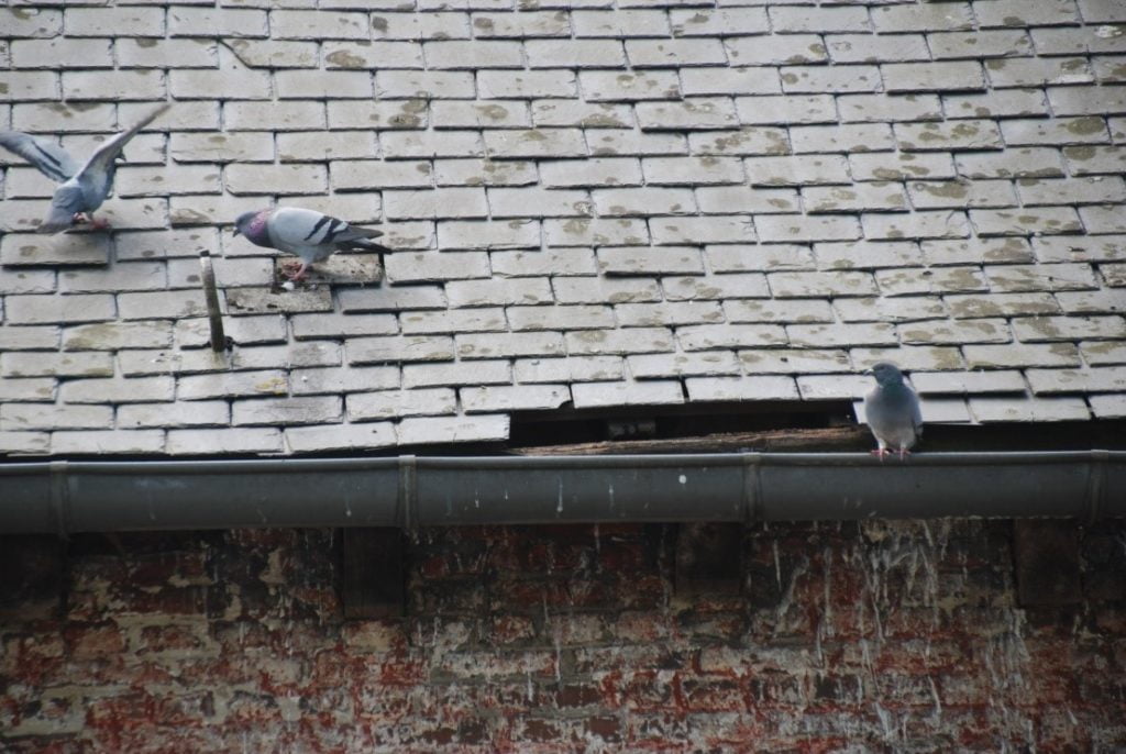 Chapelle-a-oie_pigeons
